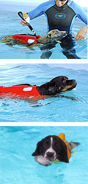 Splash - Canine Hydrotheraphy & Training Centre : Baughurst, Hampshire